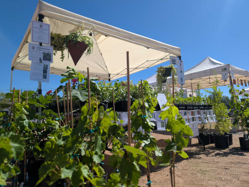 Low shot of grapes and a tent