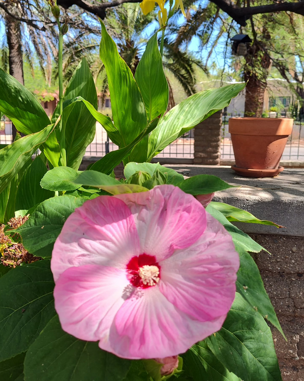 Hibiscus Flower