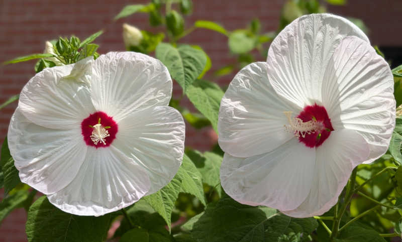 Hibiscus