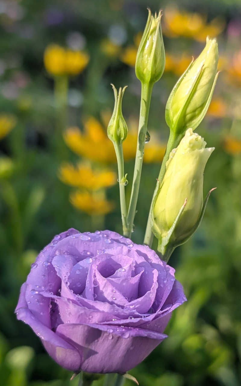 Lisianthus