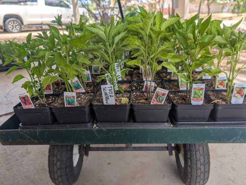 Pepper plants tagged on a green cart