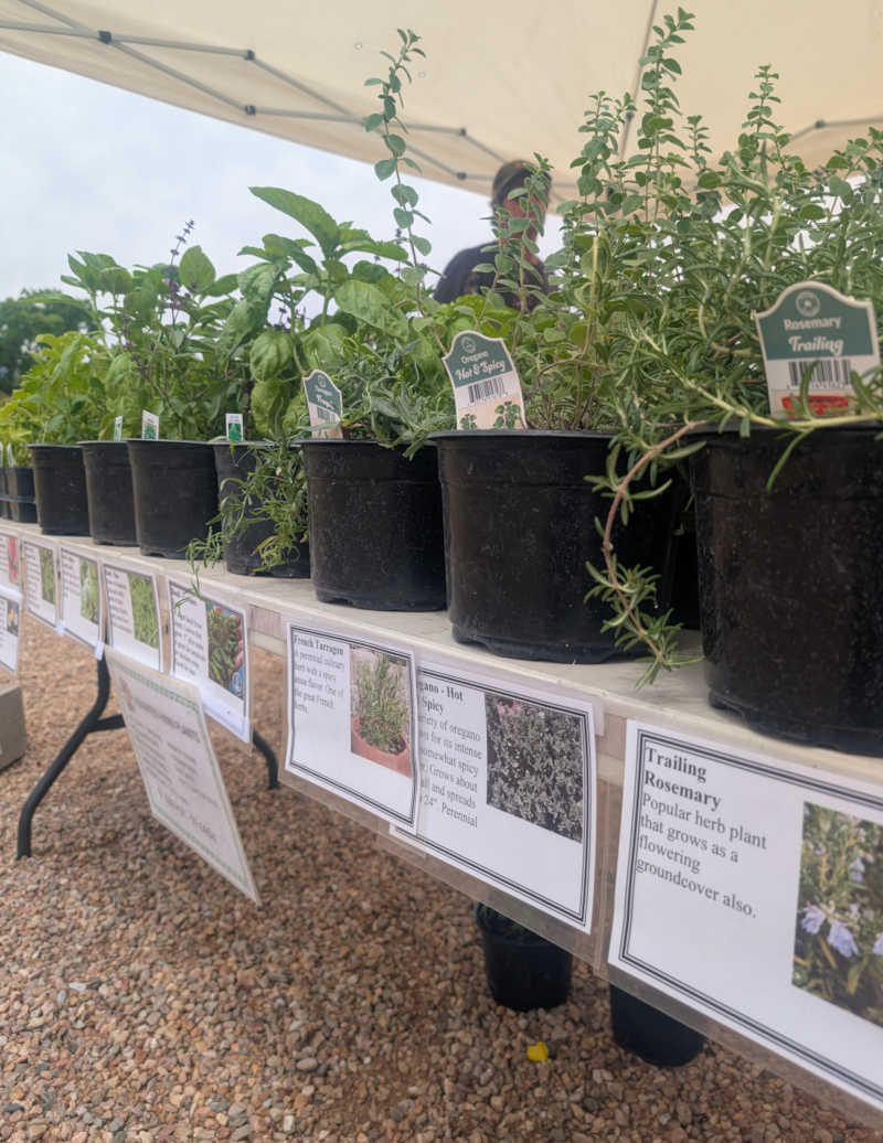 Herbs in six inch pots