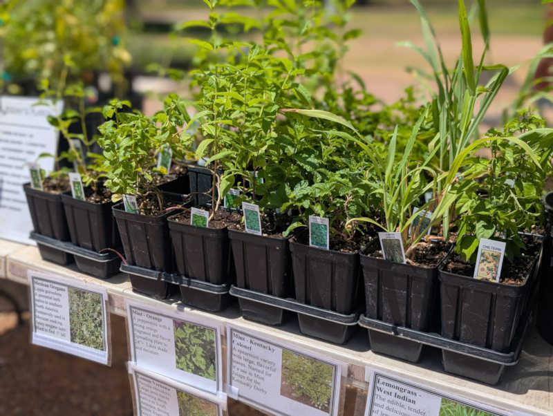 Herbs in tall pots